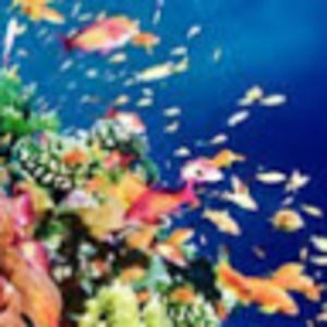 Meet your Posher, Aniya